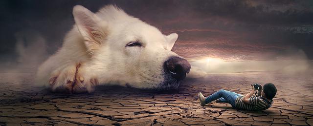 assurance chiens chats