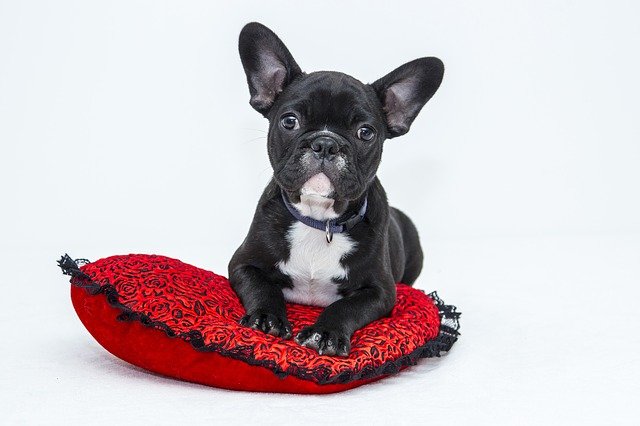 les-5-races-de-chiens-de-garde-les-plus-redoutables