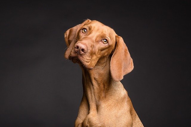 les-5-races-de-chiens-de-garde-les-plus-redoutables