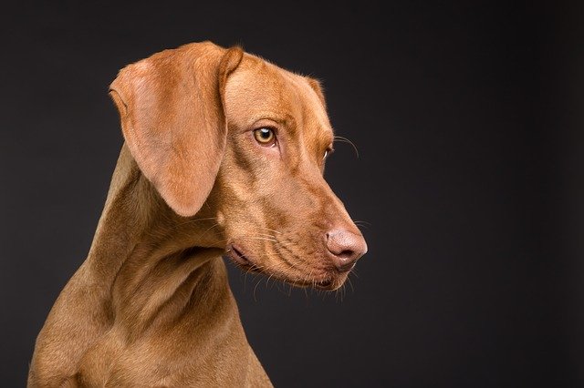 les-5-races-de-chiens-de-garde-les-plus-redoutables