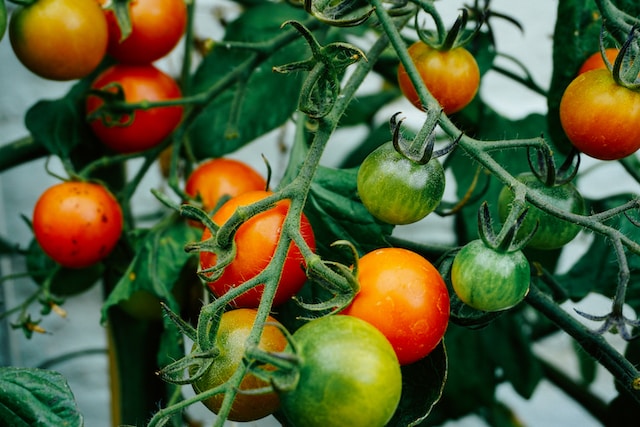 comment-faire-pousser-des-tomates