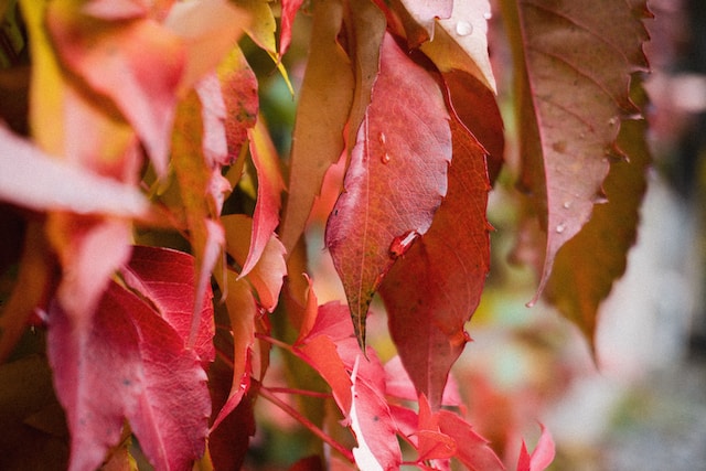 5-couleurs-tendances-pour-l-automne-2023