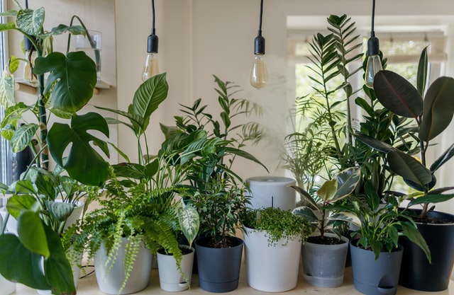 5-plantes-d-interieur-qui-purifient-l-air
