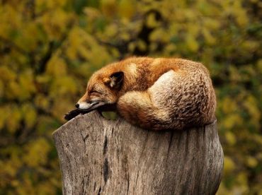5-animaux-cools-dont-vous-ignoriez-l-existence