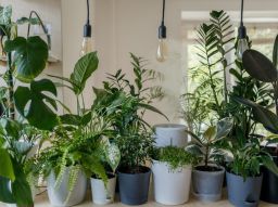 5-plantes-d-interieur-qui-purifient-l-air